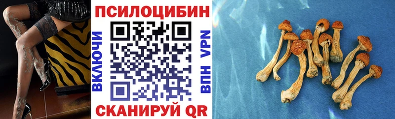 дарнет шоп Болгар гидра Псилоцибиновые грибы Magic Shrooms